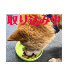 柴犬画像スタンプ（個別スタンプ：10）