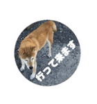 柴犬画像スタンプ（個別スタンプ：11）