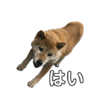 柴犬画像スタンプ（個別スタンプ：13）