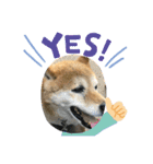 柴犬画像スタンプ（個別スタンプ：14）