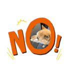 柴犬画像スタンプ（個別スタンプ：15）