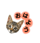ねこちゃん3姉妹（個別スタンプ：1）