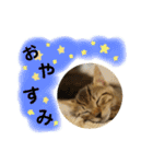 ねこちゃん3姉妹（個別スタンプ：2）