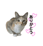 ねこちゃん3姉妹（個別スタンプ：3）
