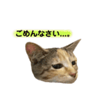 ねこちゃん3姉妹（個別スタンプ：4）