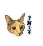 ねこちゃん3姉妹（個別スタンプ：5）