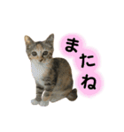 ねこちゃん3姉妹（個別スタンプ：8）