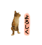 ねこちゃん3姉妹（個別スタンプ：9）