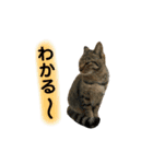 ねこちゃん3姉妹（個別スタンプ：11）