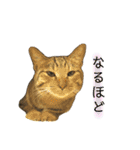ねこちゃん3姉妹（個別スタンプ：12）
