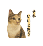 ねこちゃん3姉妹（個別スタンプ：13）