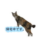ねこちゃん3姉妹（個別スタンプ：14）