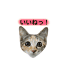 ねこちゃん3姉妹（個別スタンプ：15）