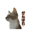 ねこちゃん3姉妹（個別スタンプ：16）