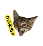 ねこちゃん3姉妹（個別スタンプ：20）