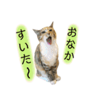 ねこちゃん3姉妹（個別スタンプ：21）