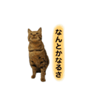 ねこちゃん3姉妹（個別スタンプ：24）
