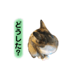 ねこちゃん3姉妹（個別スタンプ：25）