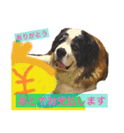 犬のドンちゃんのスタンプ2（個別スタンプ：1）