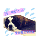 犬のドンちゃんのスタンプ2（個別スタンプ：3）