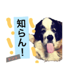 犬のドンちゃんのスタンプ2（個別スタンプ：4）
