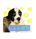 犬のドンちゃんのスタンプ2（個別スタンプ：5）