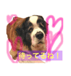 犬のドンちゃんのスタンプ2（個別スタンプ：6）
