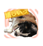 犬のドンちゃんのスタンプ2（個別スタンプ：7）