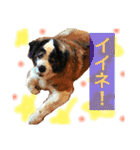 犬のドンちゃんのスタンプ2（個別スタンプ：8）