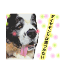 犬のドンちゃんのスタンプ2（個別スタンプ：12）