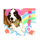 犬のドンちゃんのスタンプ2（個別スタンプ：15）