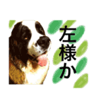 犬のドンちゃんのスタンプ2（個別スタンプ：16）