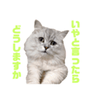 ペルシャ猫のタロ2（個別スタンプ：1）