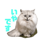 ペルシャ猫のタロ2（個別スタンプ：2）