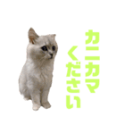 ペルシャ猫のタロ2（個別スタンプ：6）