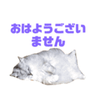 ペルシャ猫のタロ2（個別スタンプ：7）