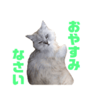 ペルシャ猫のタロ2（個別スタンプ：8）