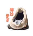 ペルシャ猫のタロ2（個別スタンプ：9）
