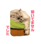 ペルシャ猫のタロ2（個別スタンプ：13）