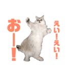 ペルシャ猫のタロ2（個別スタンプ：14）