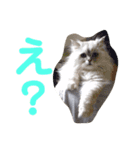 ペルシャ猫のタロ2（個別スタンプ：15）