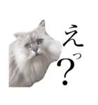 ペルシャ猫のタロ2（個別スタンプ：16）