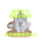 ペルシャ猫のタロ2（個別スタンプ：19）