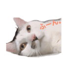 猫のうどん（個別スタンプ：1）