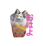 猫のうどん（個別スタンプ：2）