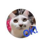 猫のうどん（個別スタンプ：4）