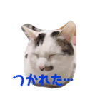 猫のうどん（個別スタンプ：5）