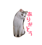 猫のうどん（個別スタンプ：6）