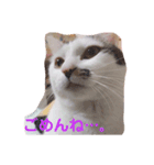 猫のうどん（個別スタンプ：7）