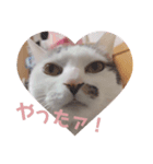 猫のうどん（個別スタンプ：8）